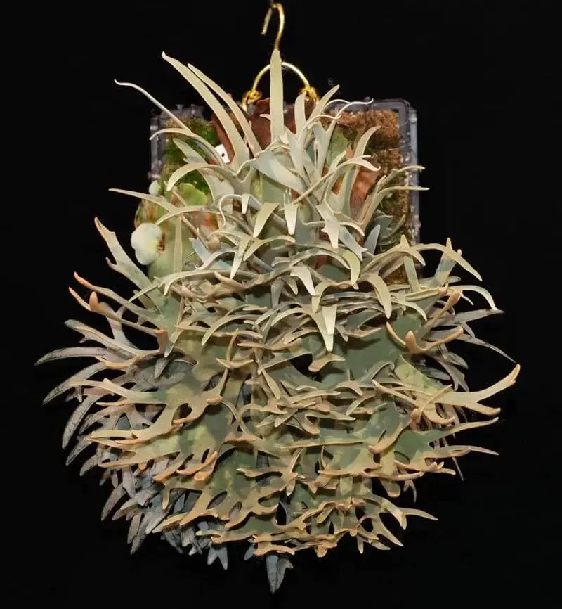 Platycerium willinckii 'Nano' care and identification · 鹿的手手 LDS²