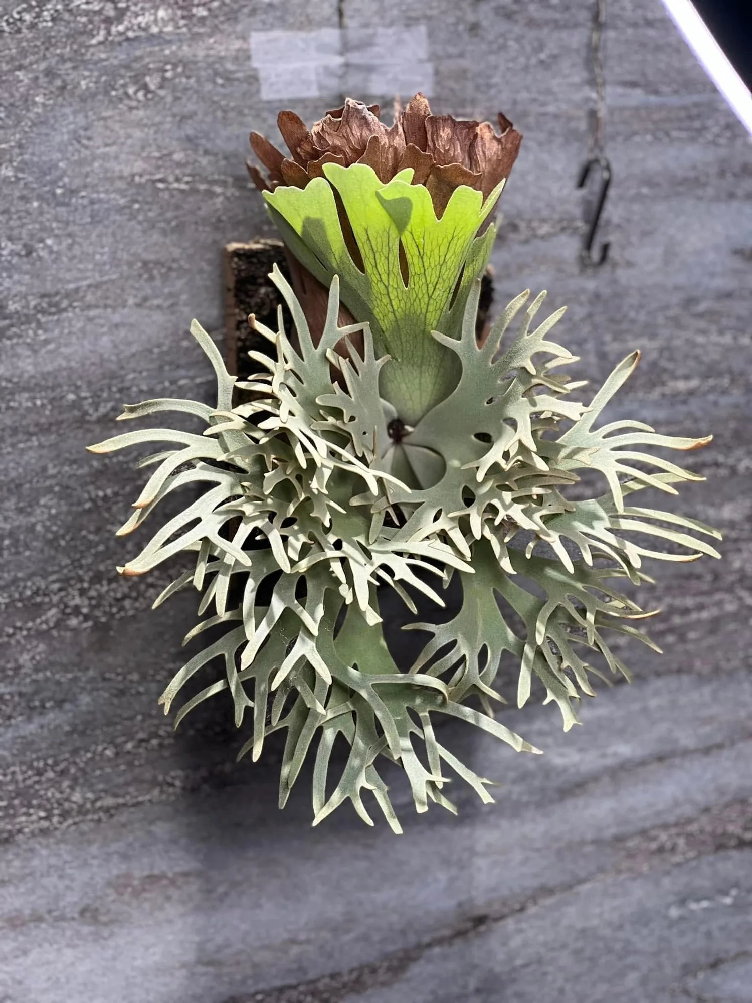 Platycerium willinckii 'Totoro' care and identification · 鹿的手手